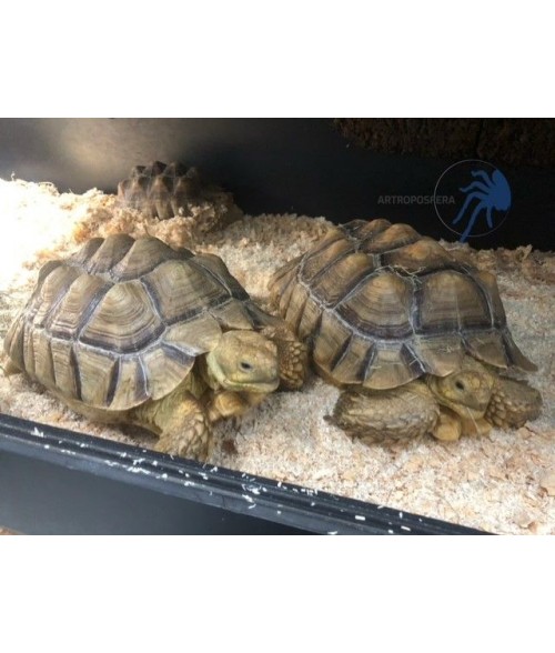 Centrochelys sulcata