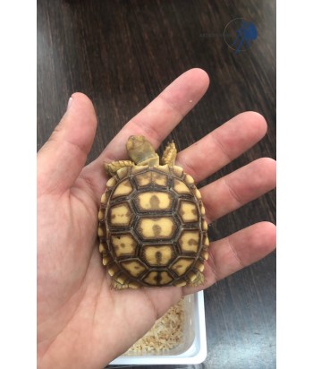 Centrochelys sulcata