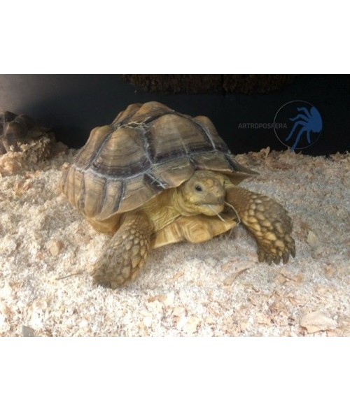 Centrochelys sulcata