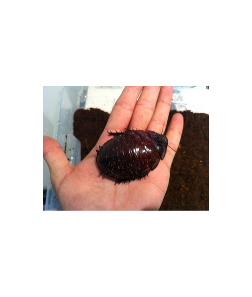 Macropanesthia rhinoceros