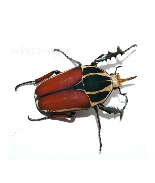 Mecynorrhina torquata ugandensis FARBMORPHE