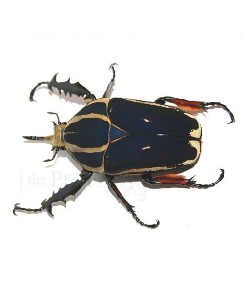 Mecynorrhina torquata ugandensis FARBMORPHE