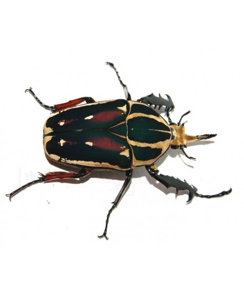 Mecynorrhina torquata ugandensis FARBMORPHE