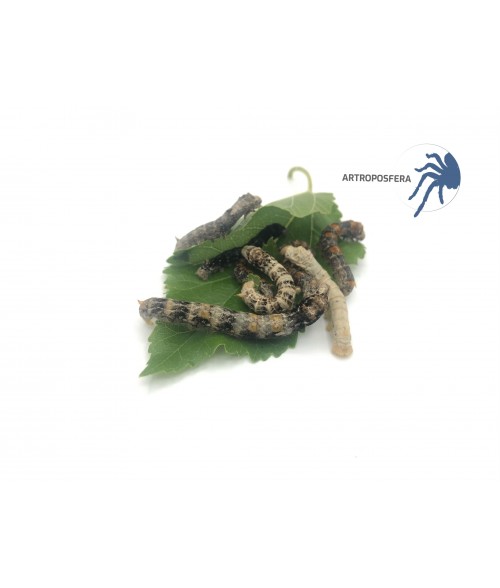 Gusano de seda (Bombyx mori)