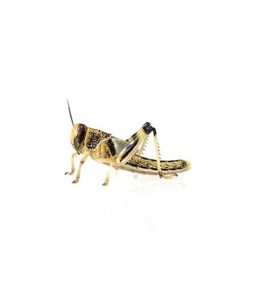 Langosta Schistocerca gregaria o Locusta Pequeña