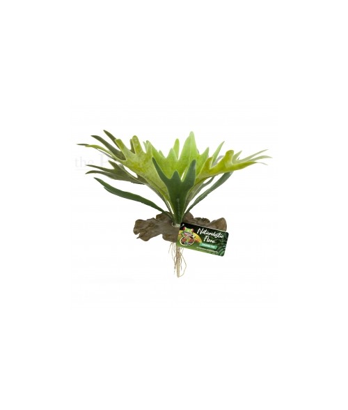 helecho cuerno de ciervo- Staghorn fern Zoomed | Artroposfera