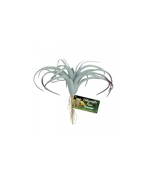 Tillandsia- Tillandsia Air Plant Zoomed | Artroposfera