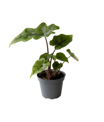 Alocasia Jacklyn 2