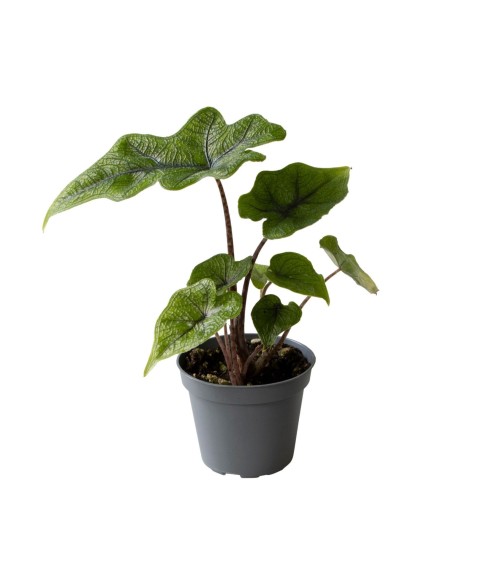 Alocasia Jacklyn