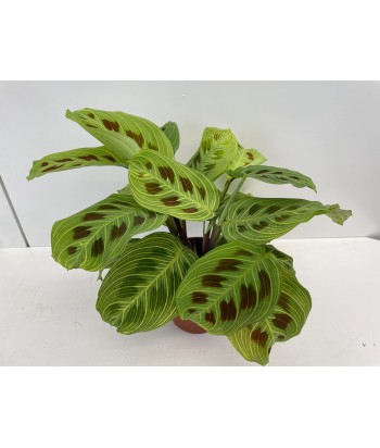 Maranta leuconeura Fantasy 2