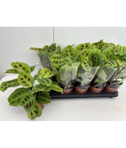 Maranta leuconeura Fantasy