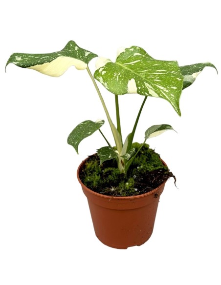 Monstera deliciosa 'Thai Constellation"