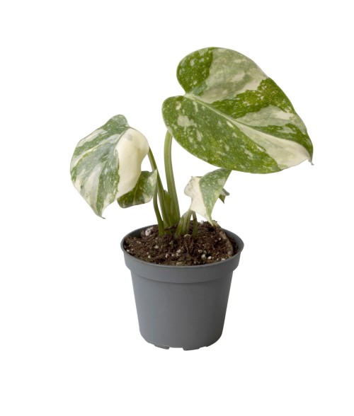 Monstera deliciosa 'Thai Constellation"