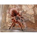  Grammostola porteri (Adulta) 