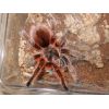 Grammostola porteri (Adulta) 