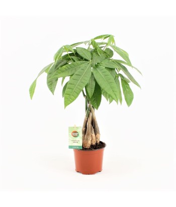 Pachira aquatica 2