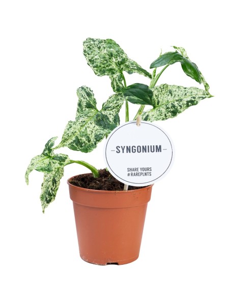 Syngonium MOTTLED
