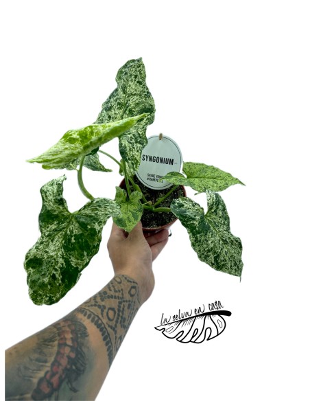 Syngonium MOTTLED