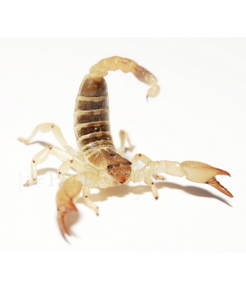 Scorpio maurus palmatus
