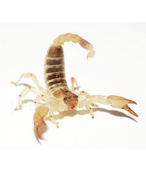 Scorpio maurus palmatus