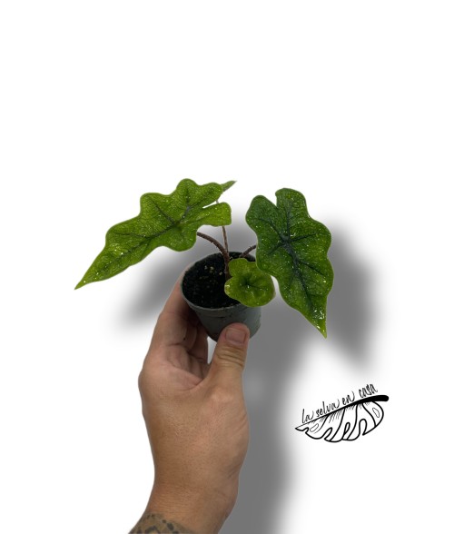 Alocasia Jacklyn