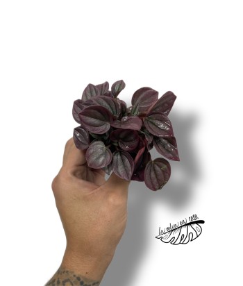 Peperomia caperata cayenne MINI