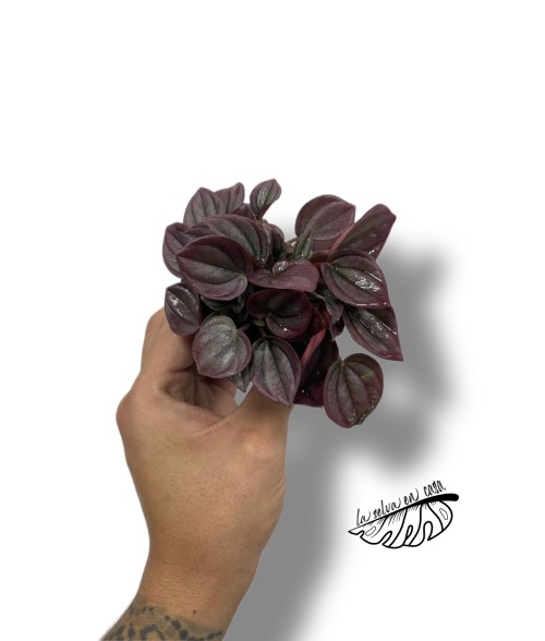 Peperomia caperata cayenne MINI
