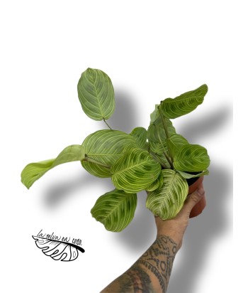 Maranta leuconeura Fantasy