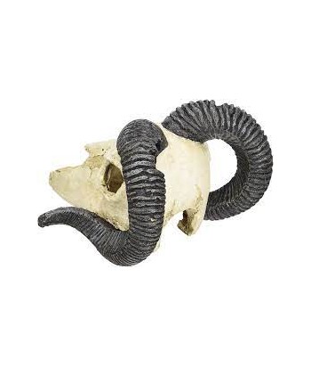 Skull Ram, Lucky reptile. 2