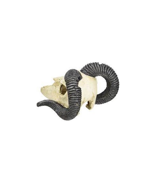 Skull Ram, Lucky reptile.