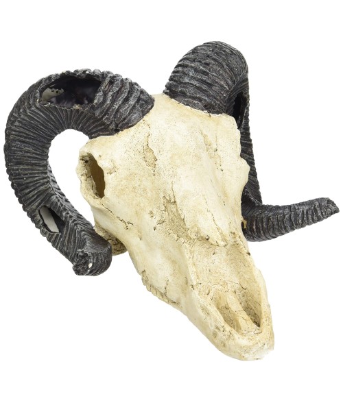 Skull Ram, Lucky reptile.