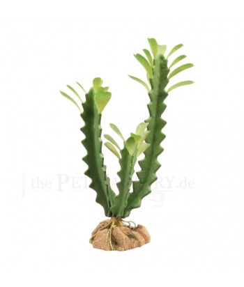 Euphorbia de plástico, Zoomed | Artroposfera