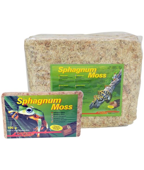 Sphagnum Moss, Lucky reptile.