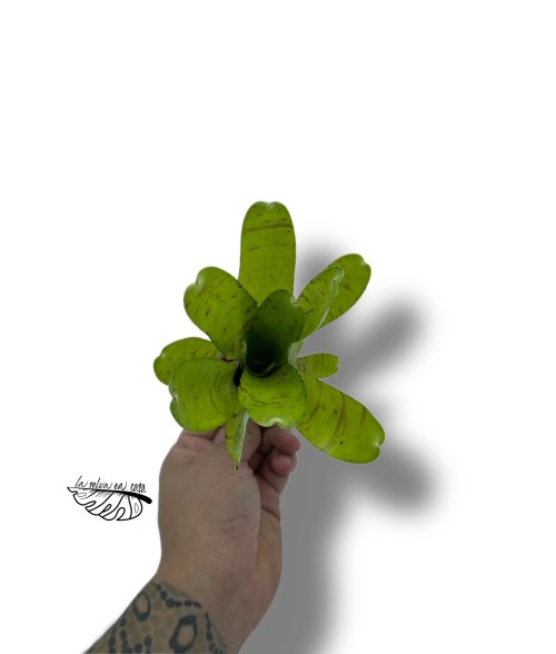 Neoregelia tigrina