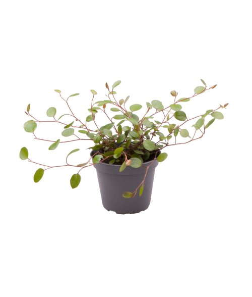 Muehlenbeckia complexa