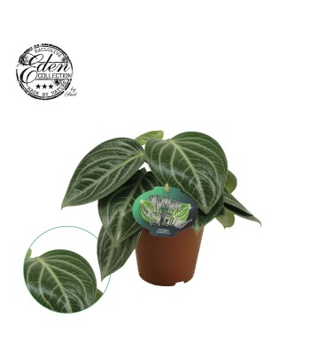 Peperomia Sarcophylla LARGE 2