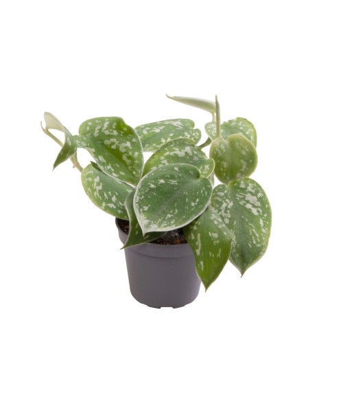 Scindapsus pictus argyraeus