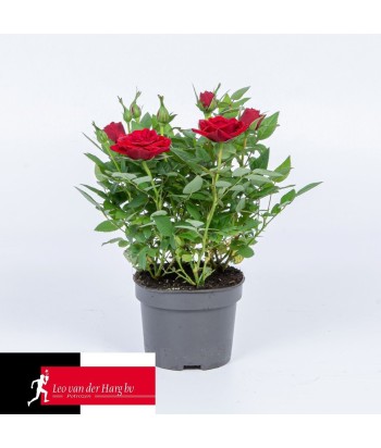 Rosa 'Kordana' MIX