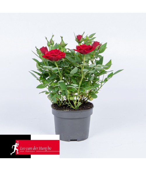 Rosa 'Kordana' MIX