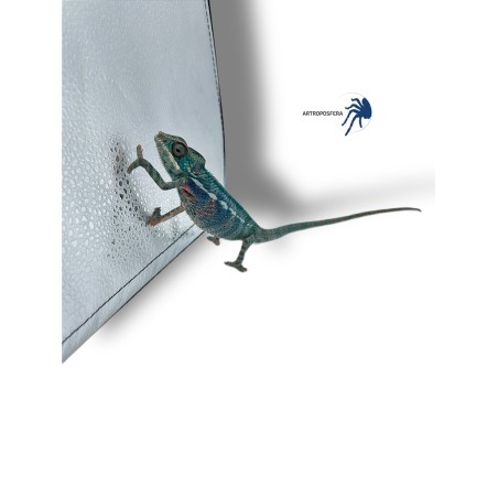 Furcifer pardalis NOSY BE