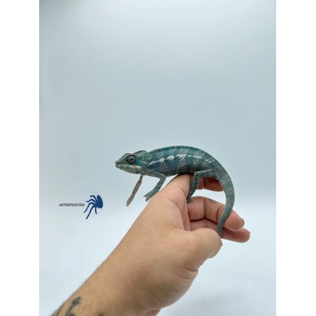 Furcifer pardalis NOSY BE