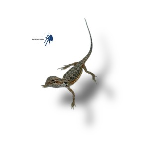 Pogona vitticeps 2