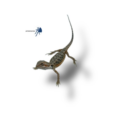 Pogona vitticeps