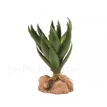 Aloe verde, Zoomed | Artroposfera
