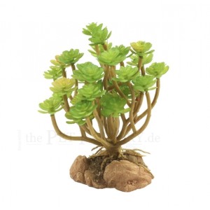 Houseleek Artificial Zoo Med (Siempreviva del Árbol)