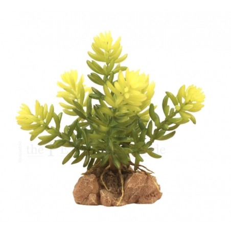 Planta cola de burro- zoomed | Artroposfera