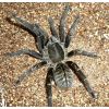  Haplopelma vonwirthi 