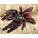 Avicularia avicularia   (Adulta) 