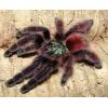 Avicularia avicularia   (Adulta) 