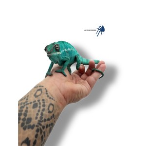 Furcifer pardalis NOSY BE
